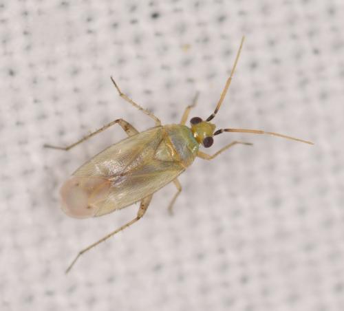 Plagiognathus bipunctatus